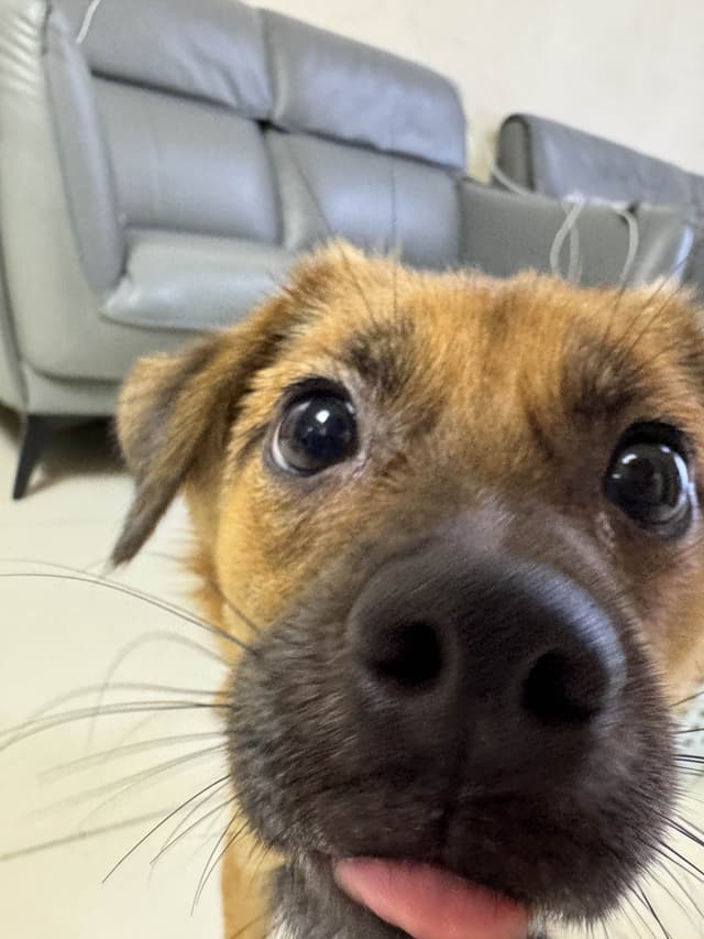 Dog